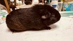 Cavia / Cobayes Femelle Poil Lisse noire