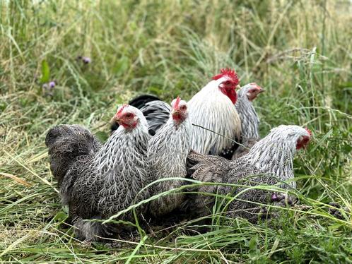 Cochin kriel kippen verschillende kleuren, gesekst + ingeënt, Dieren en Toebehoren, Pluimvee, Kip, Vrouwelijk