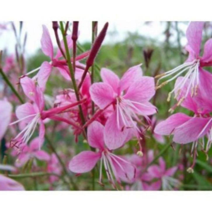 Gaura lindheimeri 'Siskiyou Pink', Tuin en Terras, Planten | Tuinplanten, Vaste plant, Ophalen