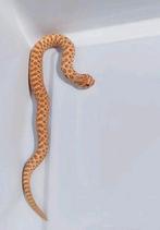 Haakneus / Hognose / Heterodon nasicus, Dieren en Toebehoren, Reptielen en Amfibieën