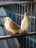 Koppel sierduiven, Dieren en Toebehoren, Meerdere dieren, Overige soorten