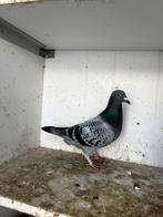 Mannelijke duif 2025, Dieren en Toebehoren, Vogels | Duiven