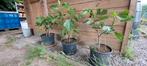 Vijgenboompjes Brown Turkey, Tuin en Terras, Ophalen