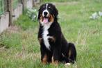 Berner Sennen pups te koop, 15 weken tot 1 jaar, Sennenhond, Buitenland, CDV (hondenziekte)