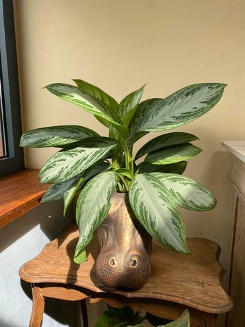 Aglaonema beschikbaar voor biedingen
