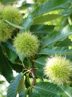 Tamme kastanje boom, Tuin en Terras, Planten | Bomen, Ophalen, 250 tot 400 cm