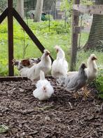Kosovaarse langkraaier, schijdelaar, Dieren en Toebehoren, Pluimvee