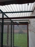 Colliers pour couples reproducteurs