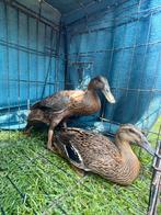 Loopeenden, Dieren en Toebehoren