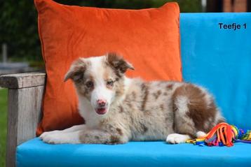 Prachtige Chocolat Merle Tricolor Border Collie pups beschikbaar voor biedingen