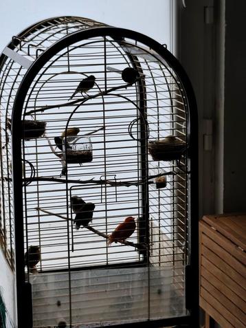 TRÈS BELLE CAGE POUR OISEAUX CANARIS PERRUCHES ET AUTRES  beschikbaar voor biedingen