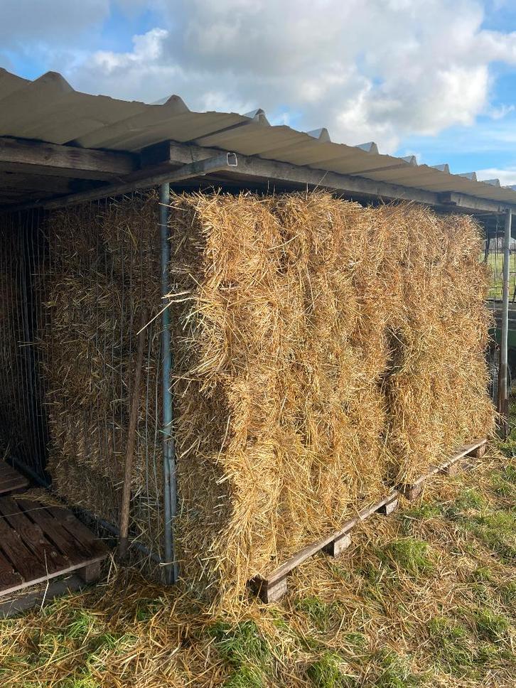 Stro strobalen mooi stro, Dieren en Toebehoren, Dierenvoeding, Overige soorten, Ophalen of Verzenden