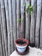 Vijgenboom- wordt heel groot, Ophalen, Vijgenboom, Winter