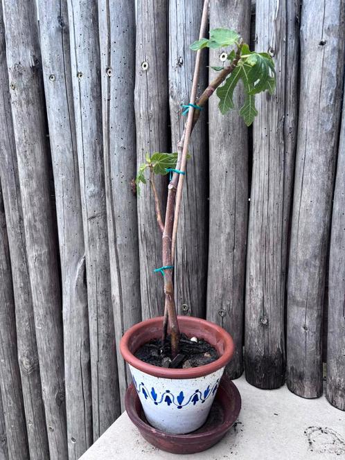 Vijgenboom- wordt heel groot, Tuin en Terras, Planten | Fruitbomen, Vijgenboom, Winter, Ophalen