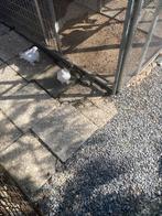 Krul duiven, Dieren en Toebehoren