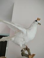 Taxidermie duif met kroontje, Dieren en Toebehoren