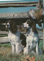 JACHTHONDEN, Collections, Cartes postales | Animaux, Envoi, Affranchie, Chien ou Chat