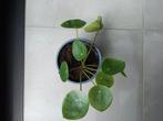 Pannenkoek plantjes, Ophalen