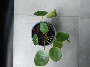 Pannenkoek plantjes  beschikbaar voor biedingen