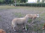 2 schaap ooien, Dieren en Toebehoren, Schaap