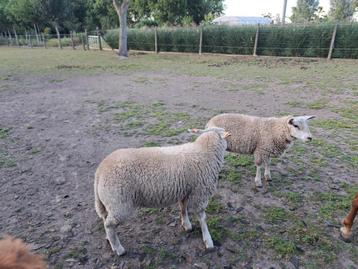 2 schaap ooien, Mouton