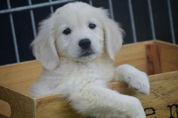 Golden retriever pups nieuw nestje beschikbaar voor biedingen