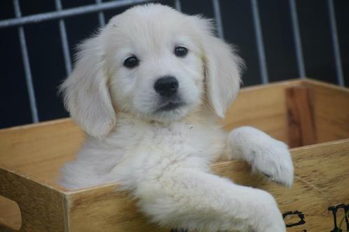 Golden retriever pups nieuw nestje, Dieren en Toebehoren, Honden | Retrievers, Spaniëls en Waterhonden, Meerdere dieren, Golden retriever