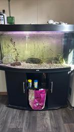 Aquarium, Dieren en Toebehoren, Vissen | Aquaria en Toebehoren, Ophalen, Gebruikt, Gevuld zoetwateraquarium