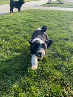 Chiots terrier tibétain, Autres races, Plusieurs, Hépatite contagieuse (maladie de Rubarth), Belgique