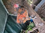 Araucana haantje te koop, Dieren en Toebehoren, Pluimvee, Mannelijk, Kip