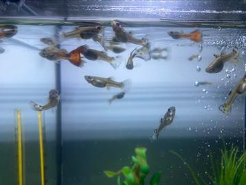 Drie Guppy’s voor 5 euro beschikbaar voor biedingen