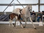 Bonte hengstenveulen uit prestatielijn!, Springpaard, Gechipt, 0 tot 2 jaar, Hengst