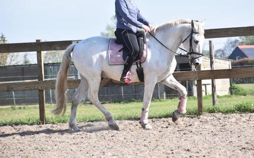 Prachtige filmster: Z-leermeester – een waar sprookjespaard, Dieren en Toebehoren, Paarden, Ruin, Z, 165 tot 170 cm, 11 jaar of ouder