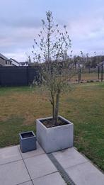Grand olivier de jardin en pot – environ 3 m de haut, Jardin & Terrasse, Enlèvement, Utilisé