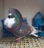 Moroncelos espagnols, Animaux & Accessoires, Oiseaux | Pigeons