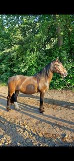 Tinker merrie, Dieren en Toebehoren, Paarden, Merrie, Niet van toepassing, Minder dan 160 cm, 11 jaar of ouder