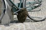 récupération d'essaims d'abeilles, Ophalen of Verzenden