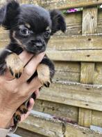 Chihuahua pups, Dieren en Toebehoren, Honden | Chihuahua's en Gezelschapshonden, België, Fokker | Hobbymatig, 8 tot 15 weken, Meerdere