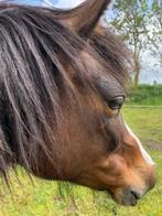Knappe Welsh pony!, Dieren en Toebehoren, Gechipt, Zadelmak, 11 jaar of ouder, Merrie