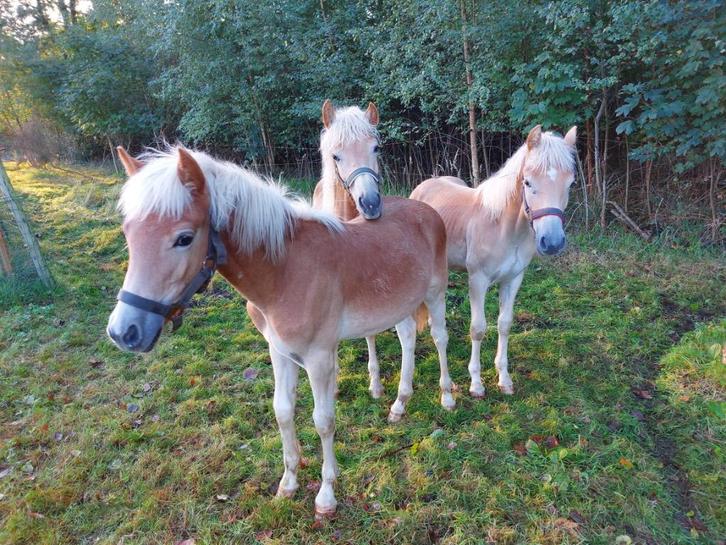 Haflinger, Dieren en Toebehoren, Paarden, Hengst, Onbeleerd, Minder dan 160 cm, 0 tot 2 jaar, Recreatiepaard, Met stamboom, Gechipt