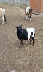 Super mooie miekes te koop, Dieren en Toebehoren, Schapen, Geiten en Varkens, Meerdere dieren, Geit