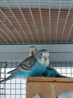 Jonge blauwe grasparkieten te koop, Plusieurs animaux, Perruche, Bagué