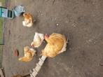 Orpinton haan, Dieren en Toebehoren