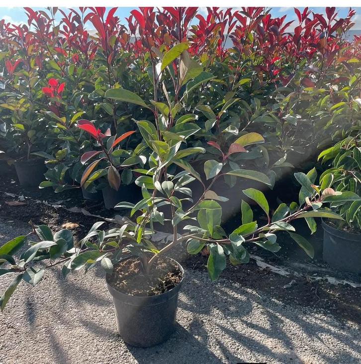 ‼️Photinia red robin aan promoprijzen ‼️, Tuin en Terras, Planten | Struiken en Hagen, Taxus, Ophalen