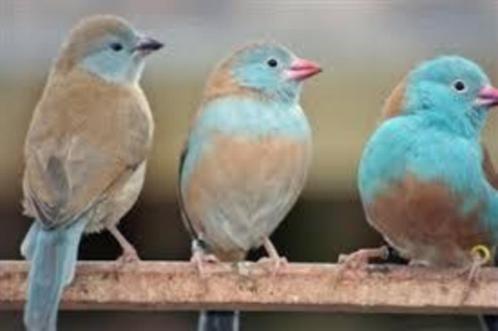 Te koop mooie blauwkop blauwfazantjes, Dieren en Toebehoren, Vogels | Overige Vogels