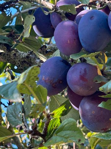 Heerlijke onbespoten pruimen €0,90 per kilo, Enlèvement