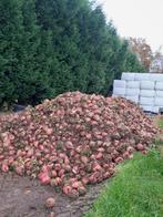 Voederbieten, Zakelijke goederen, Landbouw | Veevoer, Ophalen