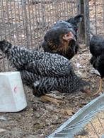 Koekoekskleur legkippen, Dieren en Toebehoren