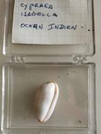 Cypraea, Ophalen of Verzenden