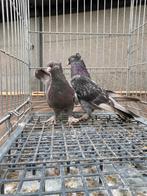 Super takla bozkirli, Dieren en Toebehoren, Vogels | Duiven